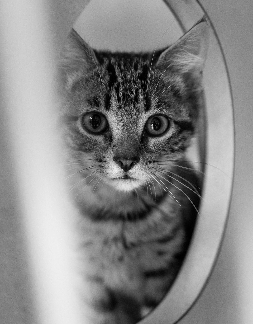 kitten shelter