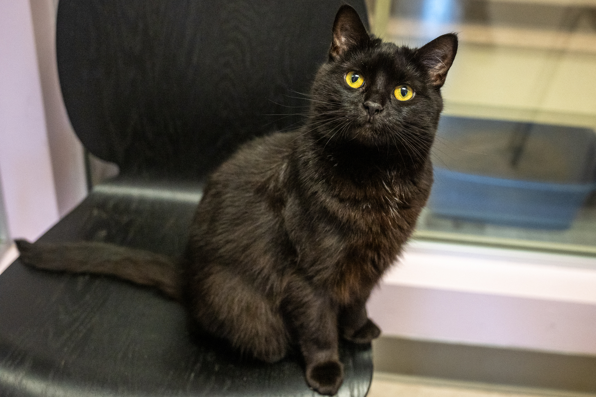 black cat
