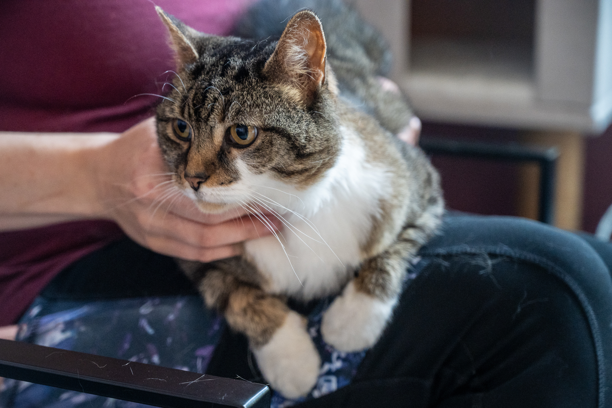 Lulu cat