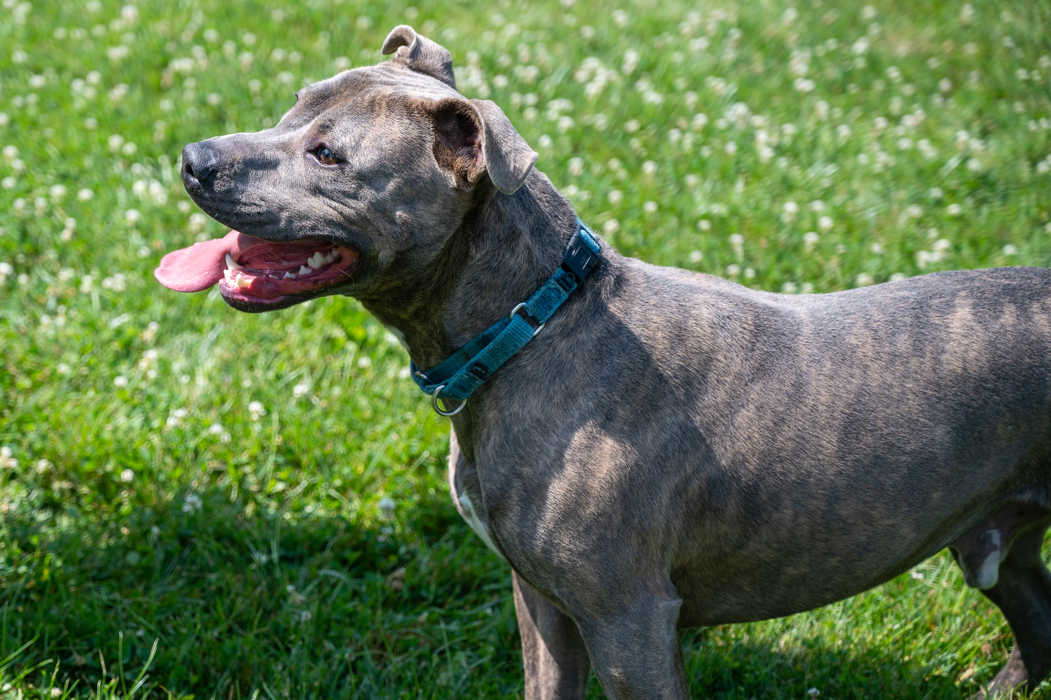 dog playing