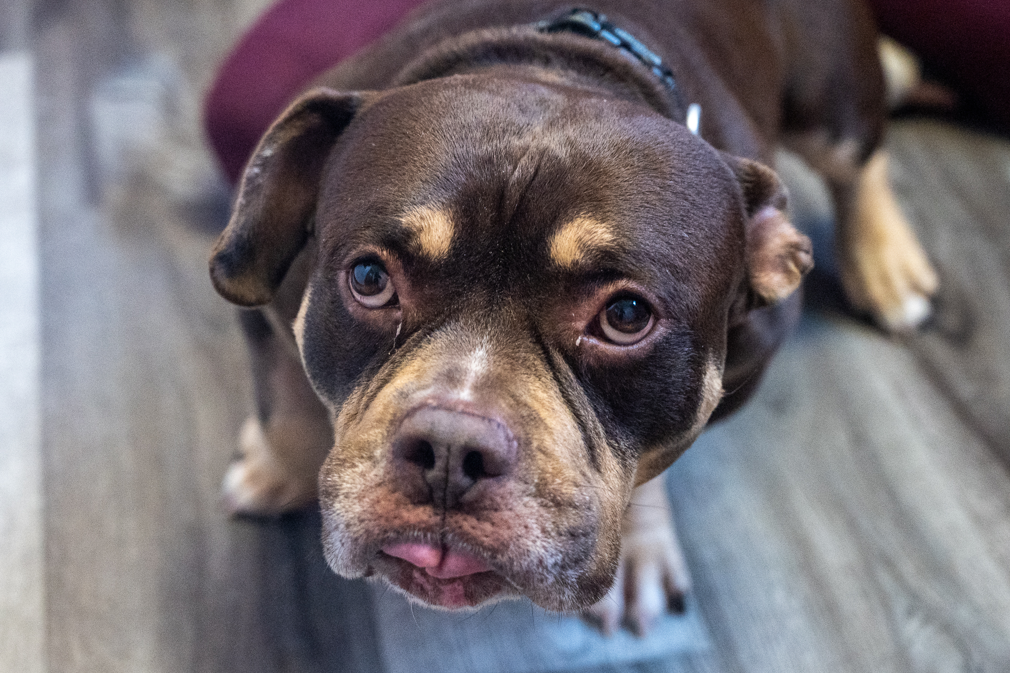 adopt dog
