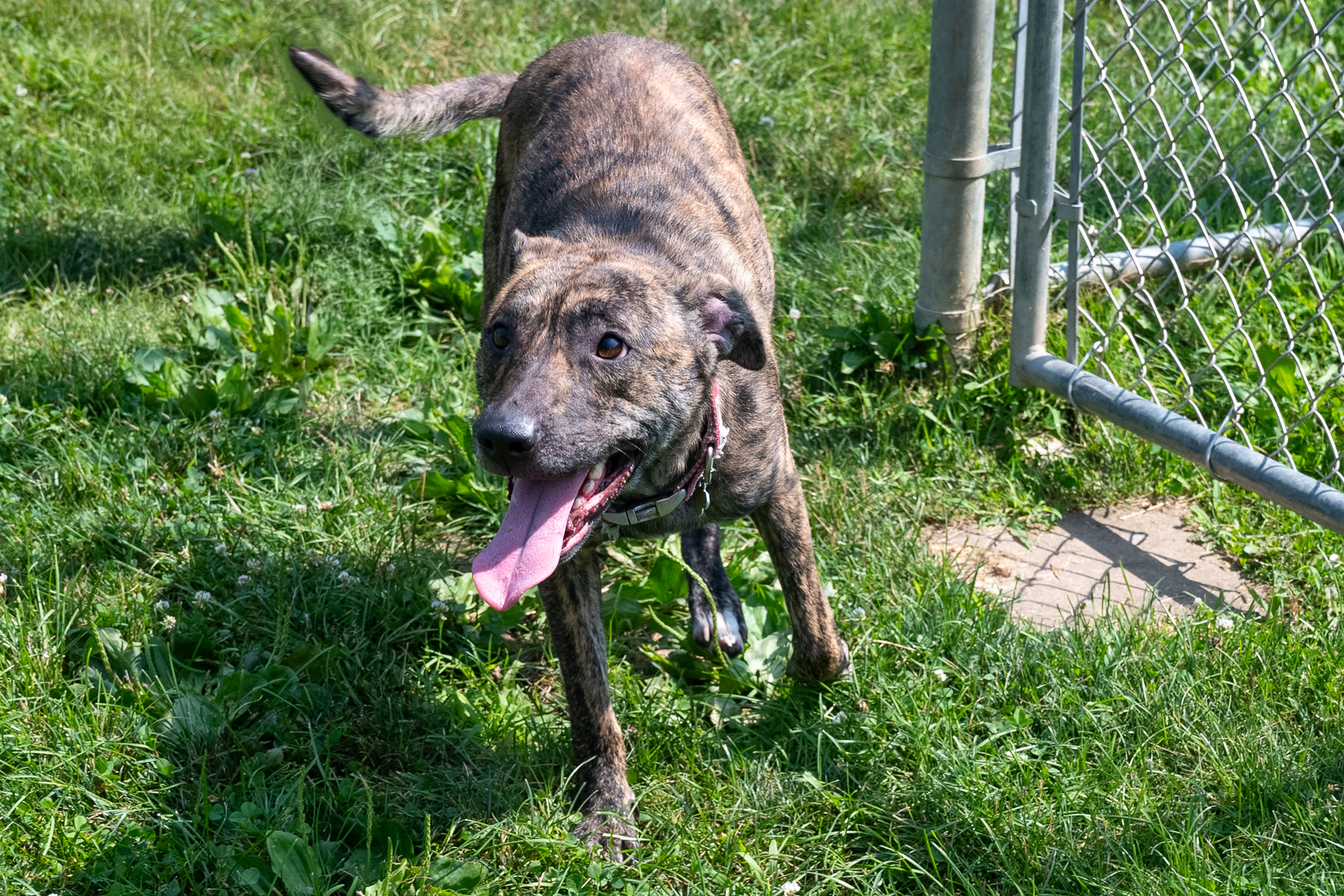 dog shelter
