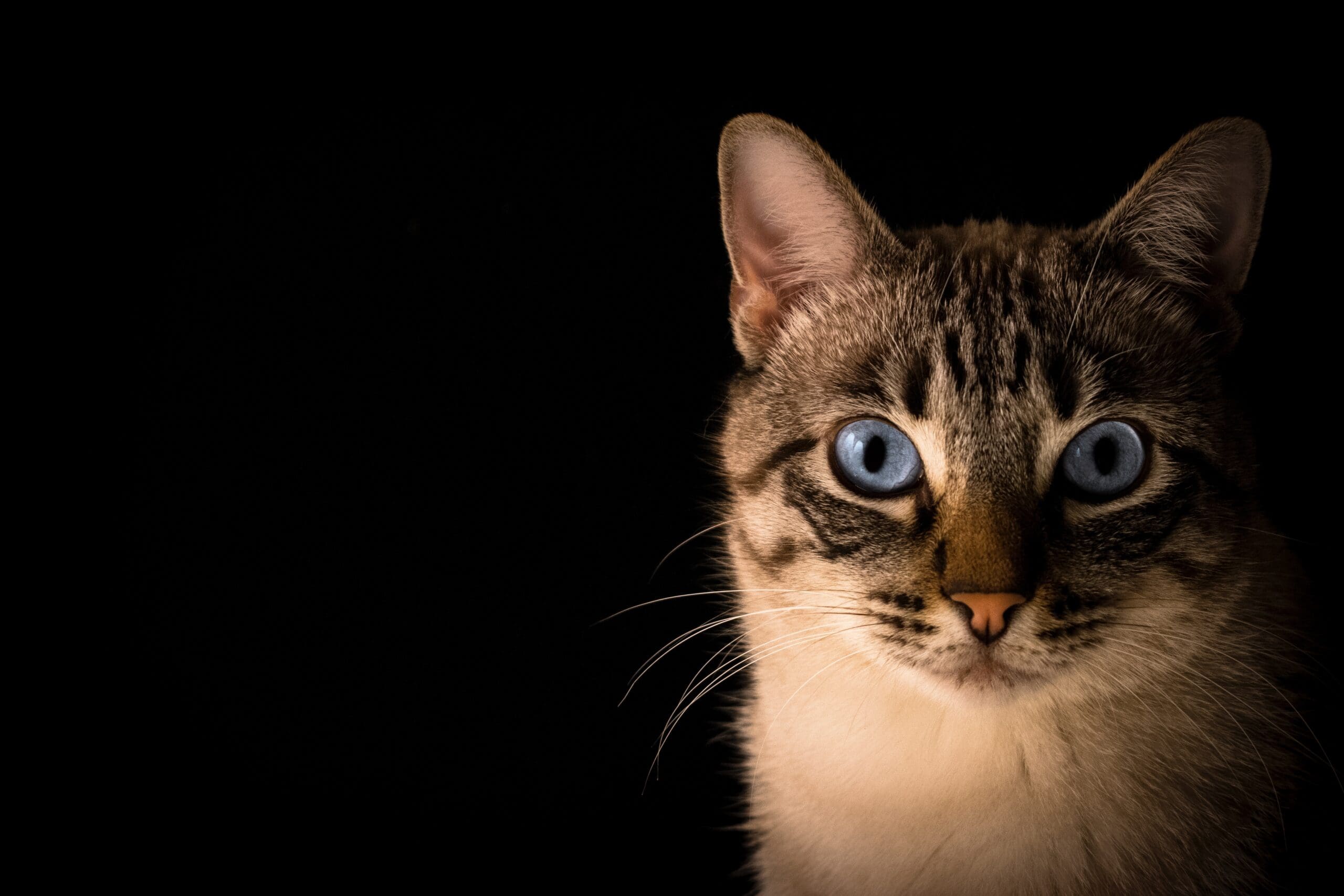 adopt cat