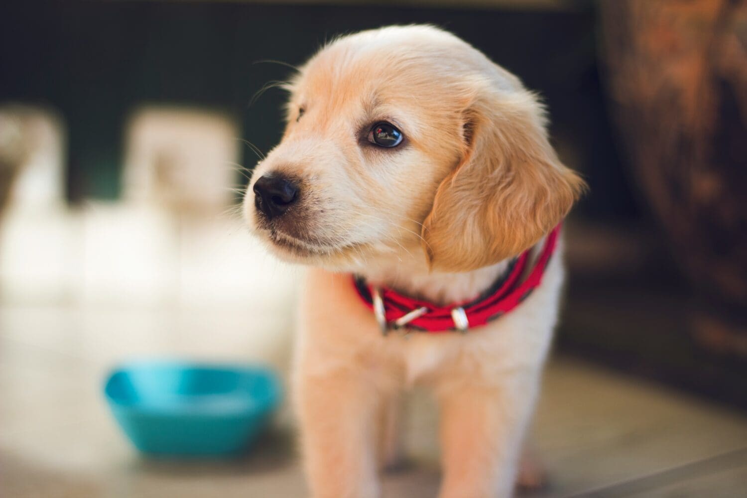 Featured Pet Photo